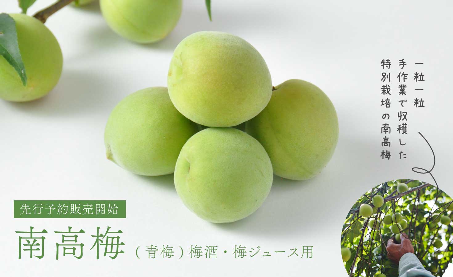 �����(����)�߼��ߥ��塼����