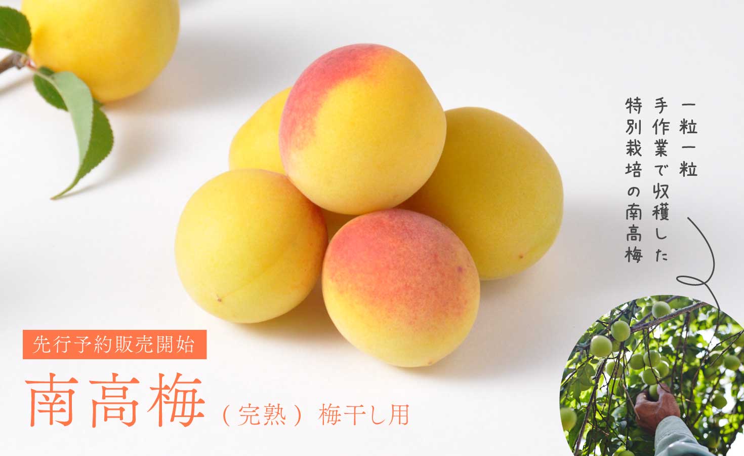 �����(����) �ߴ�����