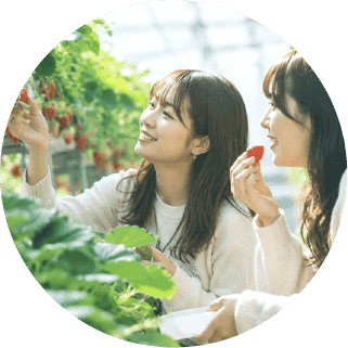 いちご狩りの様子