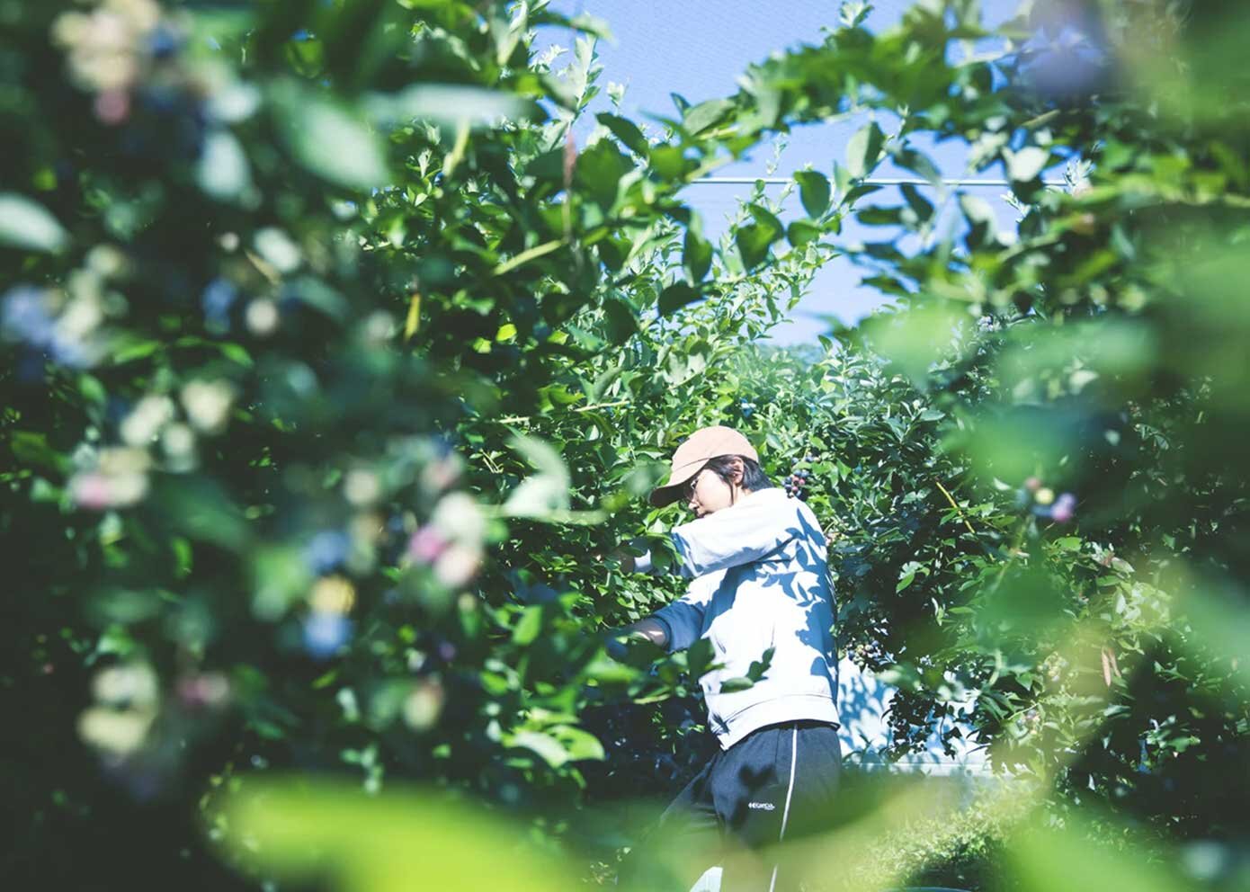 摘みたての香りと甘さをその場で味わう、夏のブルーベリー狩り